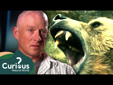 Lucky Escapes From An Angry Grizzly | Human Prey | FULL EPISODE | Curious?: Natural World