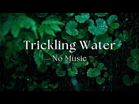 – NO MUSIC – 10 Hours of Pure Trickling Water Sounds