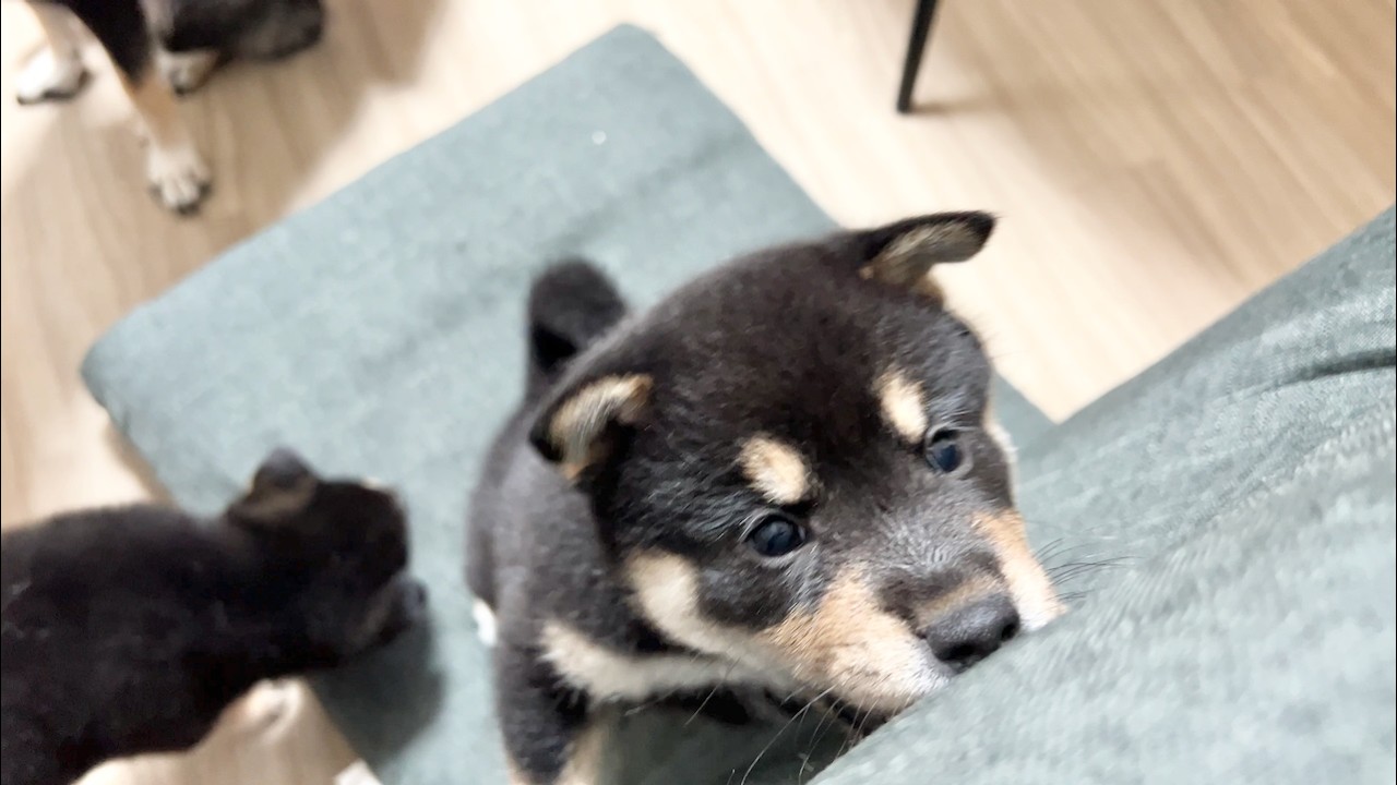 【柴犬 子犬】小さな怪獣になって遊びまくる子犬たちはこちら