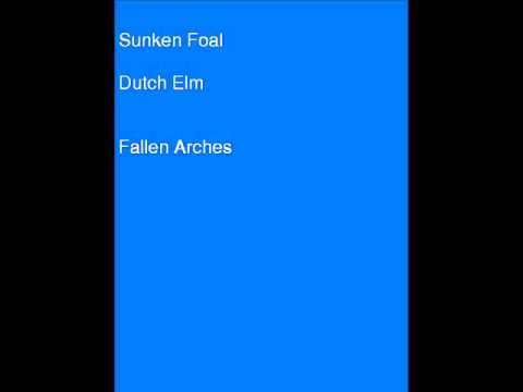 Sunken Foal - Dutch Elm