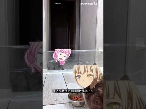 這隻貓患有唐氏綜合症 #avemujica #mygo