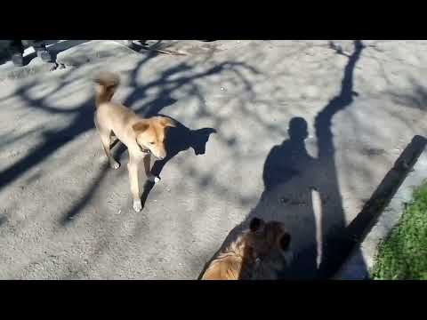 بازی کردن دو سگ در چمن