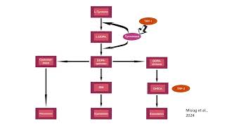 Amelanotic Melanoma—Biochemical and Molecular Induction Pathways