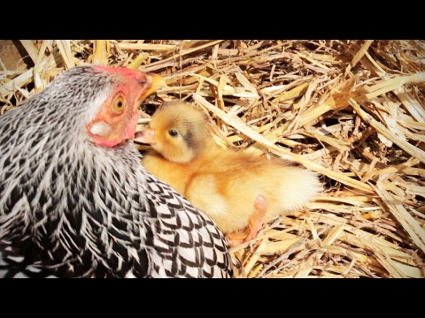 Canards rigolos 2017 🦆 canards rigolos et mignons [animaux de compagnie rigolos]