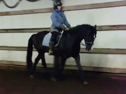 LIBERTAD PRO First ride by Shannon-stallion owner