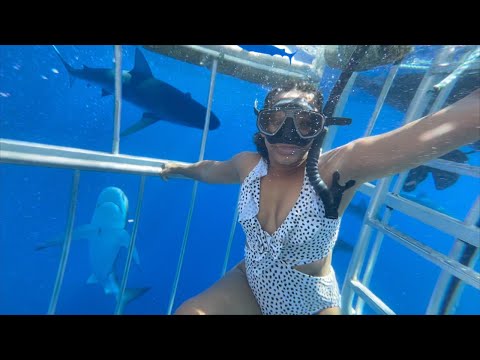 SWIMMING WITH SHARKS IN HAWAII (PLUS MORE)