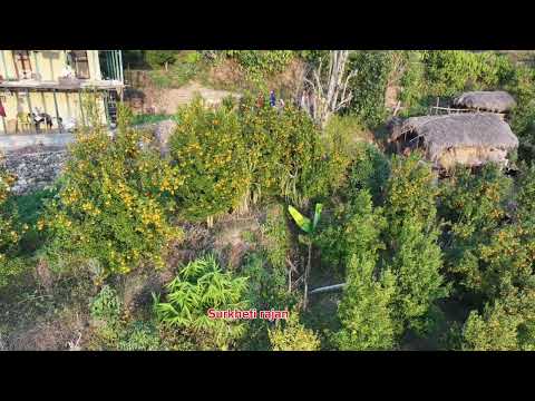 mero gau pararan vanda pararo x 