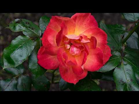 paul wellerのpiccadilly trailをクラギで弾いてみた♪