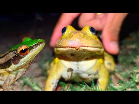 Viral Funny Frogs Beep Beep for Laugh | Funny Frogs Prank | Funny catching the frog's body