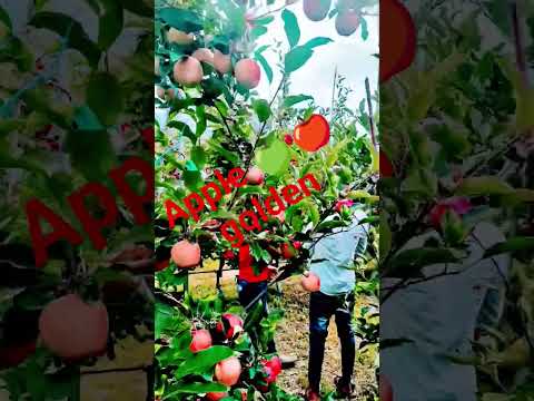 Apple 🍏🍎 Dilshan