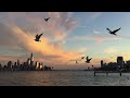 Ring Billed Gulls NYC