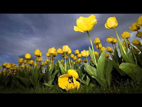 Thumbnail for Love Won't Leave You video