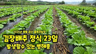 김장배추 정식 23일 괴산절임배추 무름병 뿌리혹병 등 배추밭 관리 풀뿌리농장 [배추재배방법]