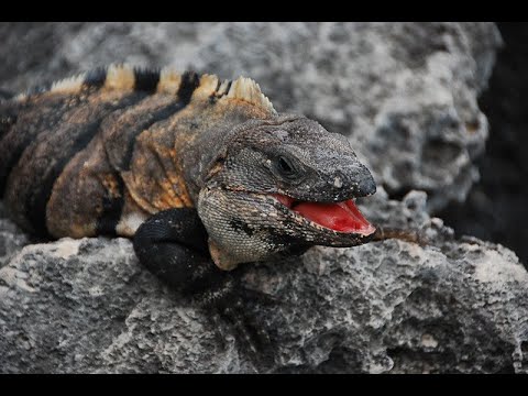 Mexican spiny tail iguana hunt Removal   in south Florida  water  training center .