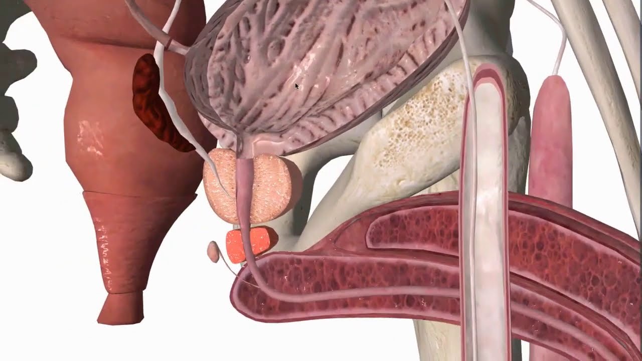 Anatomie de l'appareil génital homme version 2020 -BB