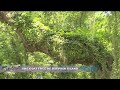Dauphin Island S Legend Of The Goat Tree