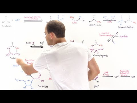 Pyrimidine Synthesis