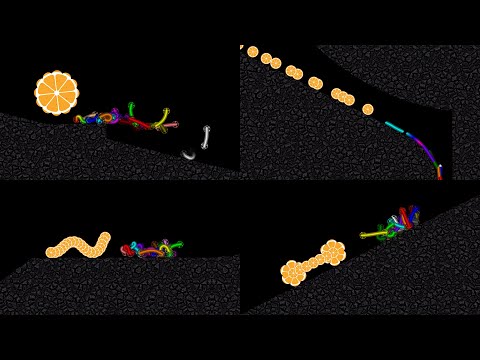 Escape from the Transformable MIKAN - Survival Worm Race in Algodoo