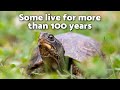 How Long Do TURTLES LIVE Up To 100 Years Sea Turtle And Land Turtle Life Expectancy