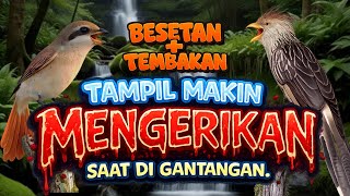 Download lagu MASTERAN FULL TEMBAKAN RAPAT KASAR BURUNG GUIRA CUCKOO VS PENTET MACAN SIAP MENGGUNCANG GANTANGAN mp3
