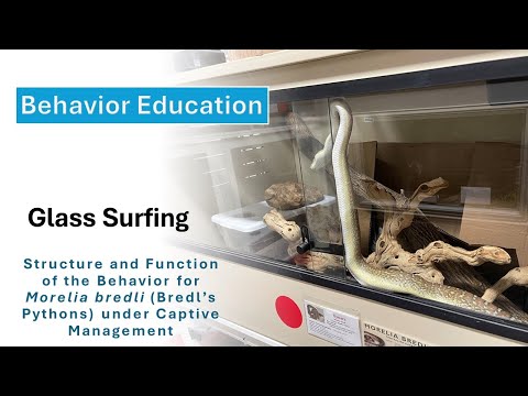 Glass Surfing in Bredl's Pythons: Structure and Function of the Behavior