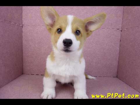 11/02雙色柯基犬公幼犬(高雄鼓山)