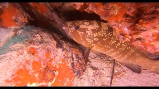 CALA LLITERAS MALLORCA 3/9/22 | CALA LLITERAS - MALLORCA - BALEARES - Baleares Cala Agulla Spain foto 7