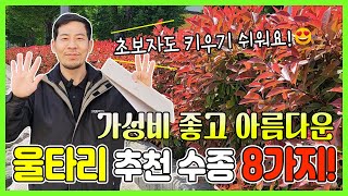 가성비 최고! 울타리나무 추천 수종 8가지! 식재방법까지! #정원수 #조경수 #생울타리 #울타리 #나무왕 #…
