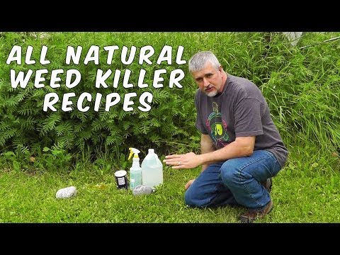 3 Homemade Natural Weed Killer Recipes Tested