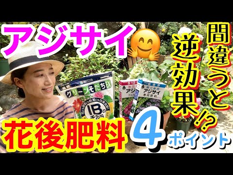 アジサイに最適な肥料は何ですか?開花を促進するには、肥料、コーヒーかす、または重炭酸塩でしょうか?  庭園