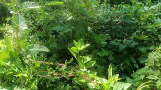 Killa Bunnies in the Foliage  (Feat. Moloko)