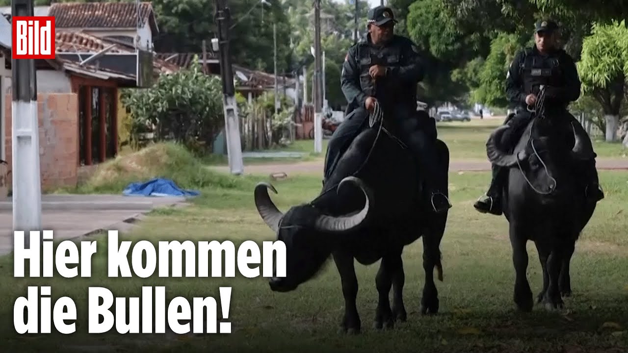 Marajó, Brasilien: Polizei patrouilliert auf Wasserbüffeln