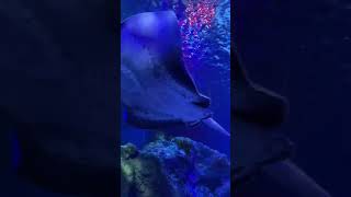 Stingray Sea Life #scotland #travel