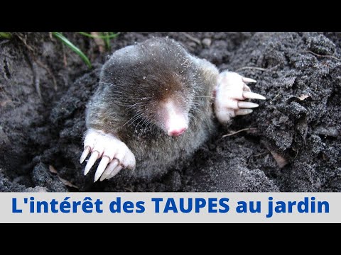 Vive la TAUPE !