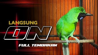 Download lagu 🔴LANGSUNG ON‼️CUCAK IJO GACOR JAMTROK FULL TEMBAKAN mp3