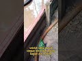 Belajar Memeras Raksa