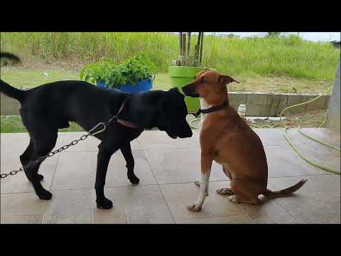 Two of my doggies 😍😍😍 DJ (black) and Joy (brown)