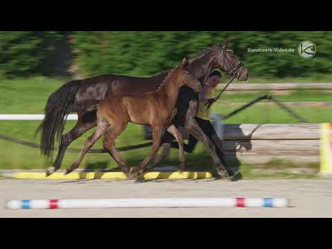 Fohlen von Bernay x Hoftanz