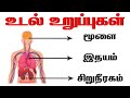 மனித உடல் உறுப்புகள் Learn Body Parts Name In Tamil Parts Of The