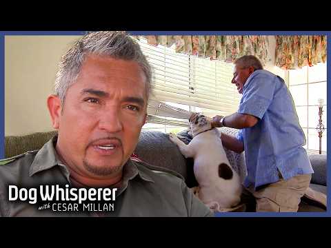 Dog Whisperer S7 3 Hour Marathon! | Ep 1 - 4 | Dog Whisperer With Cesar Millan