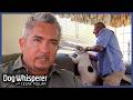 Dog Whisperer S7 3 Hour Marathon Ep 1 4 Dog Whisperer With Cesar Millan
