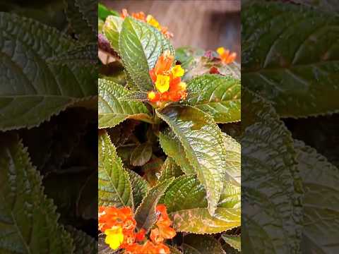 Sinos do pôr do sol - #pium #tocantins