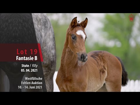 Westfälische Fohlen-Auktion Lot 19 Fantasie B Stute v. Fürst Samarant - Ampere (NLD)
