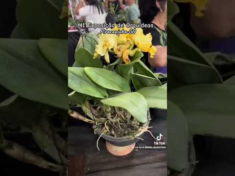 Exposição de Orquídeas de Piracanjuba: Cultura, Turismo e Valorização do Território Goiano