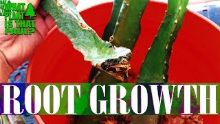 Promoting DRAGON FRUIT CUTTING Root Growth Strategies  ( 2 WEEKS LATER )