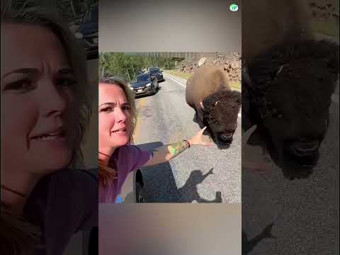 The Most unexpected animal moment caught on camera part 4