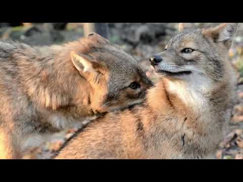 Amazing Facts About Jackals: Facts And Habitats  Revealed