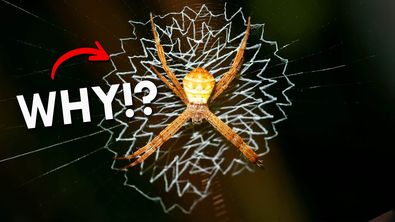 When Animals Start Using Traps, It’s Too Late