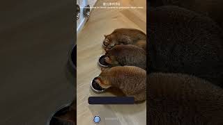 ESSE CARA SAIU DE FERIAS E PREPAROU TUDO PARA SEUS GATOS