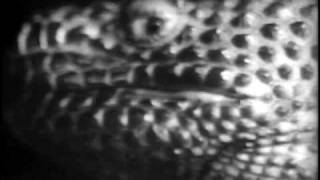 Andrew Pekler - Dreamboating